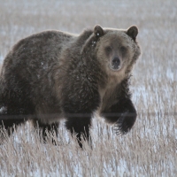 Grizzly bear sightings have extended well beyond their typical mountain range. Here, a grizzly bear walks through a stubble field. Credit: Angela Carter