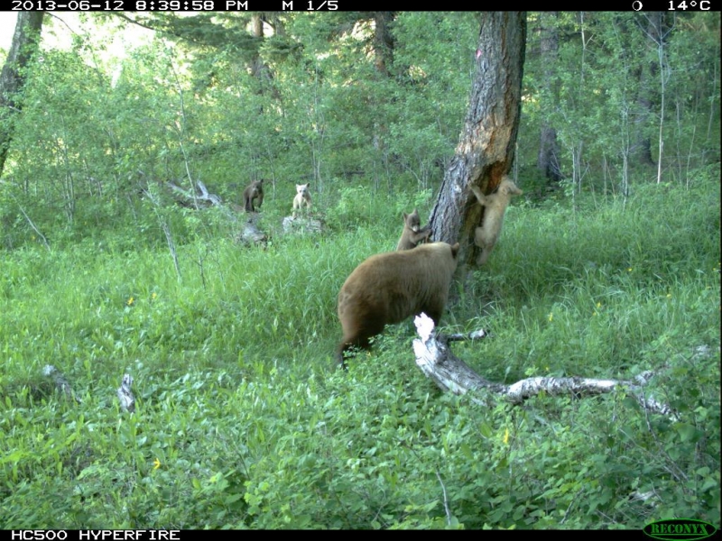 A cinnamon black bear captured on camera with two blonde cubs and two brown cubs! Credit: GBMP