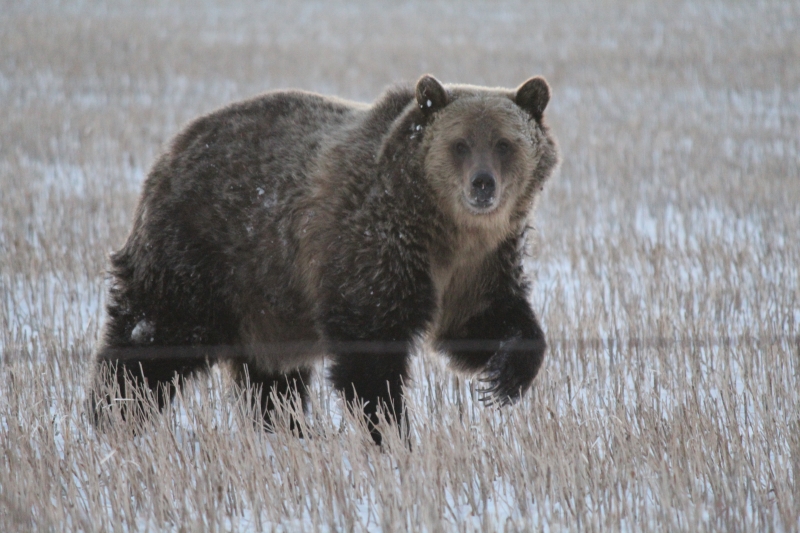 Grizzly bear sightings have extended well beyond their typical mountain range. Here, a grizzly bear walks through a stubble field. Credit: Angela Carter