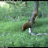 A cinnamon black bear captured on camera with two blonde cubs and two brown cubs! Credit: GBMP