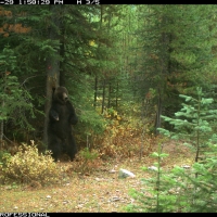 Trail cameras captured an adult grizzly bear using a rub tree in the Castle Special Management Area. Credit: GBMP