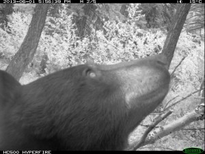 A black bear captured on a remote trail camera.