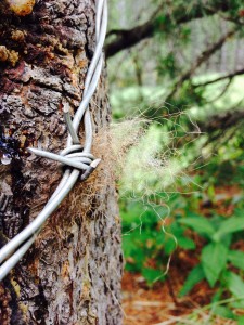 Barbed wire affixed to rub trees helps researchers collect bear hair.